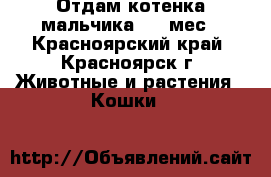 Отдам котенка мальчика 4,5 мес - Красноярский край, Красноярск г. Животные и растения » Кошки   